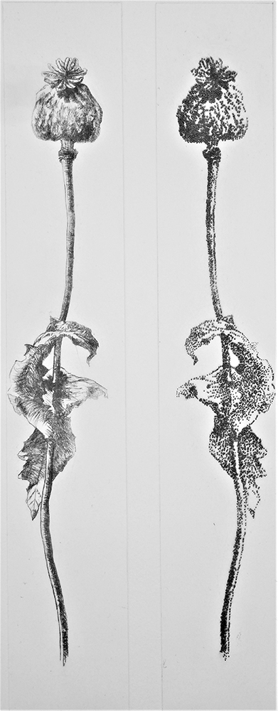 Drypoint etching of two poppy seed heads in mirror image